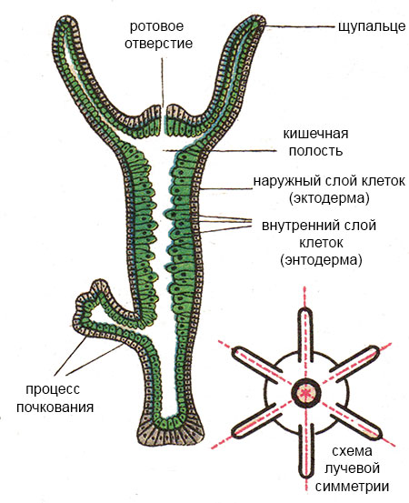 Рабочие ссылки и зеркала кракен