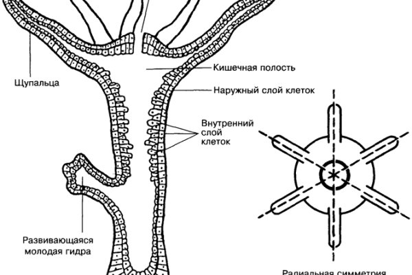 Кракен через тор