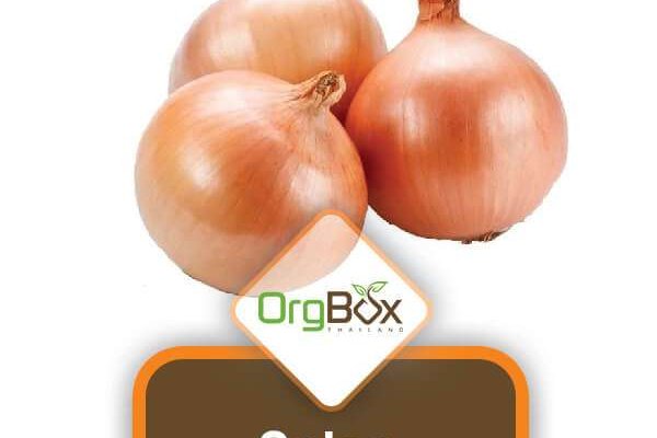 Kraken рабочее зеркало onion