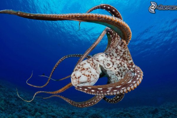 Kraken darknet зеркала