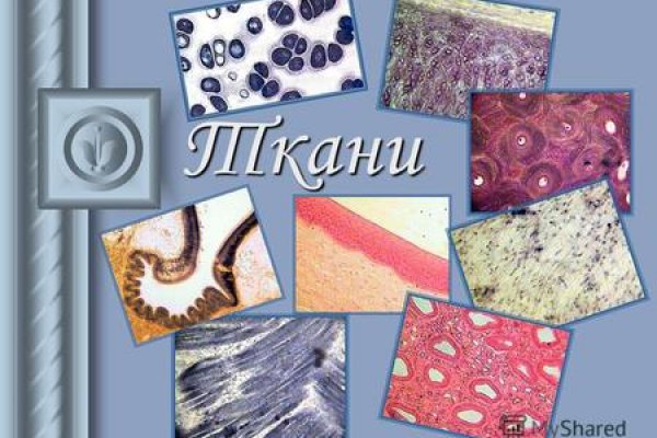 Kraken настоящая ссылка